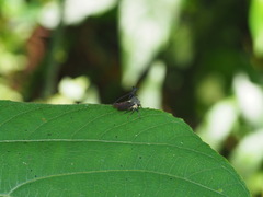 Elaphiceps cervus