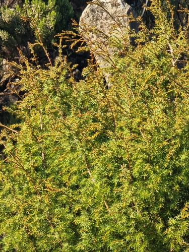 Juniperus cedrus, photograph 6