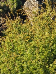 Juniperus cedrus, photograph (c) Vítor Jorge, some rights reserved (CC BY)