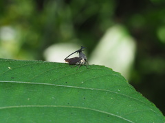 Elaphiceps cervus