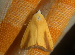 Xanthodes intersepta