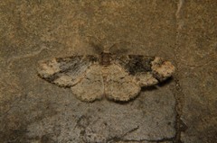 Parapholodes fuliginea