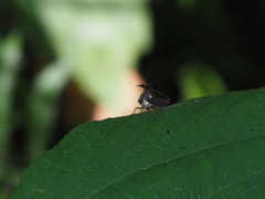 Elaphiceps cervus