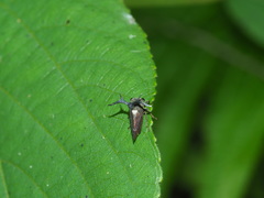Elaphiceps cervus