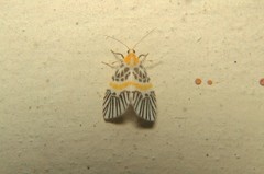 Indiania eccentropis