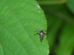 Elaphiceps cervus