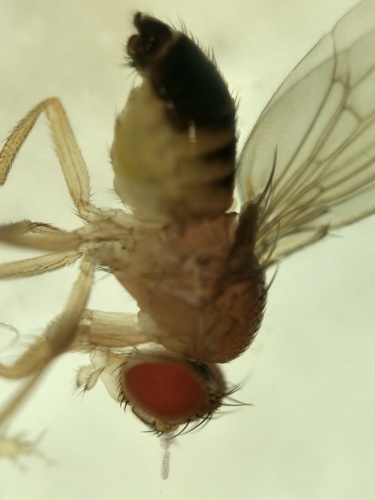 Similar fruit fly photo 5