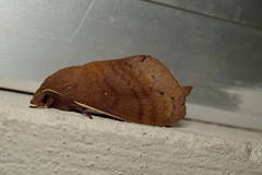 Lasiocampoidea