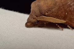 Lasiocampoidea