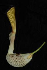 Aristolochia schultzeana