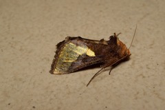 Thysanoplusia orichalcea