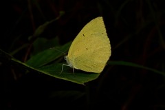 Eurema laeta