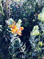 Xiphotheca lanceolata