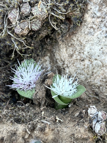 Image of Massonia dregei by (c) Ren Hoekstra, some rights reserved (CC BY)