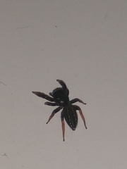 Metacyrba