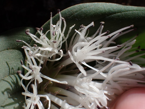 Massonia dregei