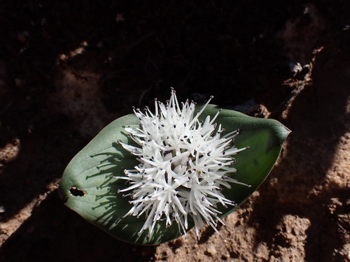 Image of Massonia dregei by (c) Ren Hoekstra, some rights reserved (CC BY)