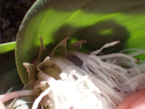 Image of Massonia dregei by (c) Ren Hoekstra, some rights reserved (CC BY)