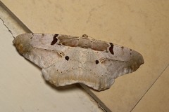Chorodna erebusaria