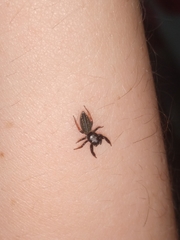 Metacyrba