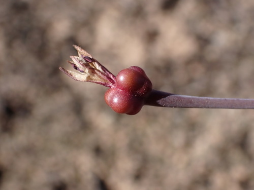 Image of Strumaria leipoldtii by (c) Ren Hoekstra, some rights reserved (CC BY)