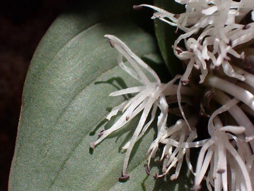 Image of Massonia dregei by (c) Ren Hoekstra, some rights reserved (CC BY)