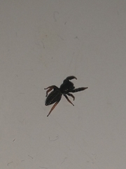 Metacyrba