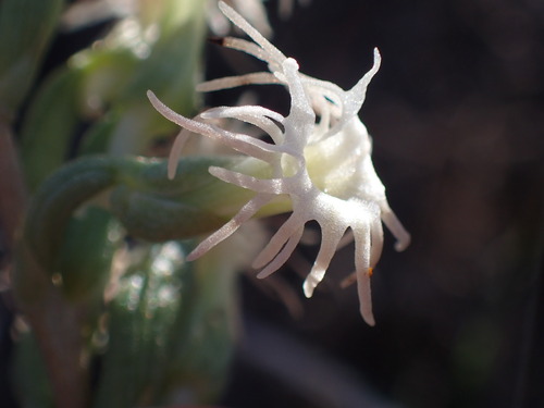 Image of Holothrix grandiflora by (c) Ren Hoekstra, some rights reserved (CC BY)