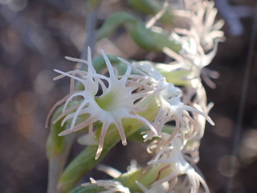 Image of Holothrix grandiflora by (c) Ren Hoekstra, some rights reserved (CC BY)
