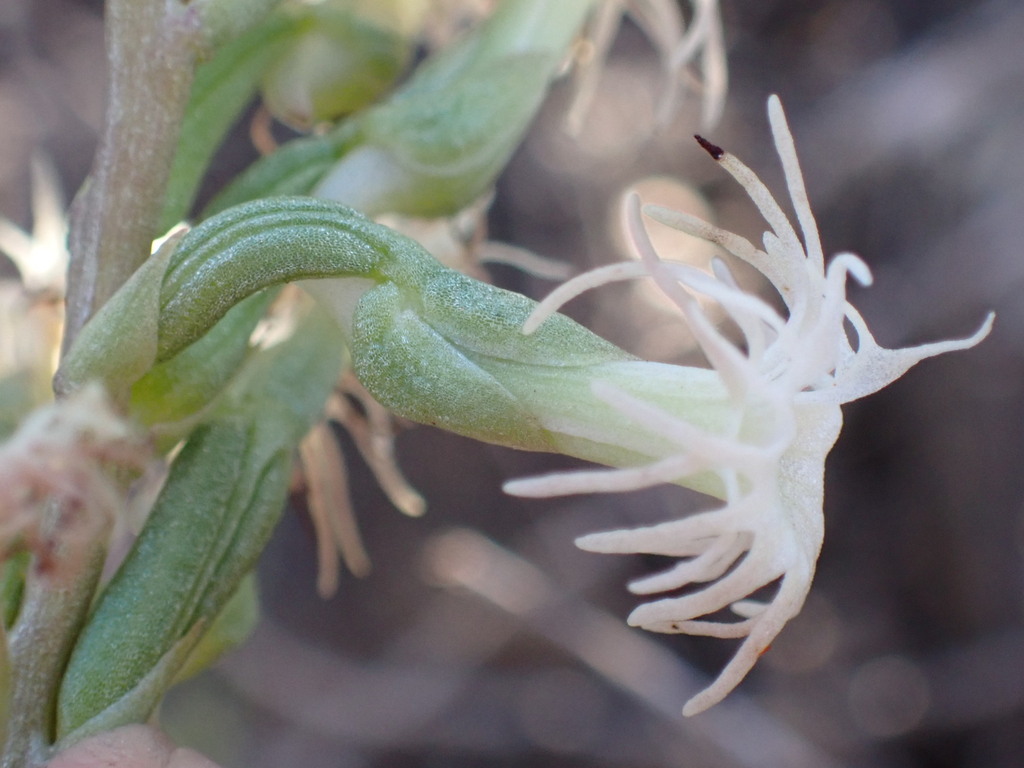 Holothrix grandiflora