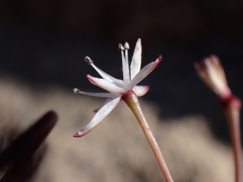 Image of Strumaria leipoldtii by (c) Ren Hoekstra, some rights reserved (CC BY)