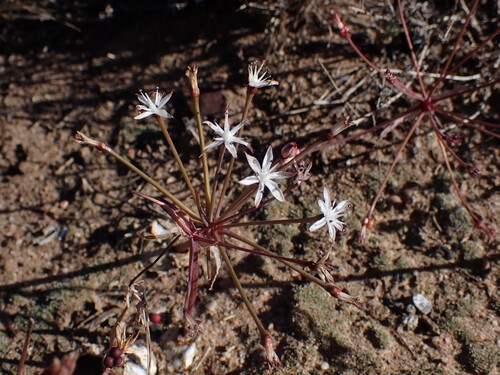 Image of Strumaria leipoldtii by (c) Ren Hoekstra, some rights reserved (CC BY)
