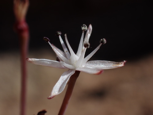 Sand Snowflake (Strumaria leipoldtii)
