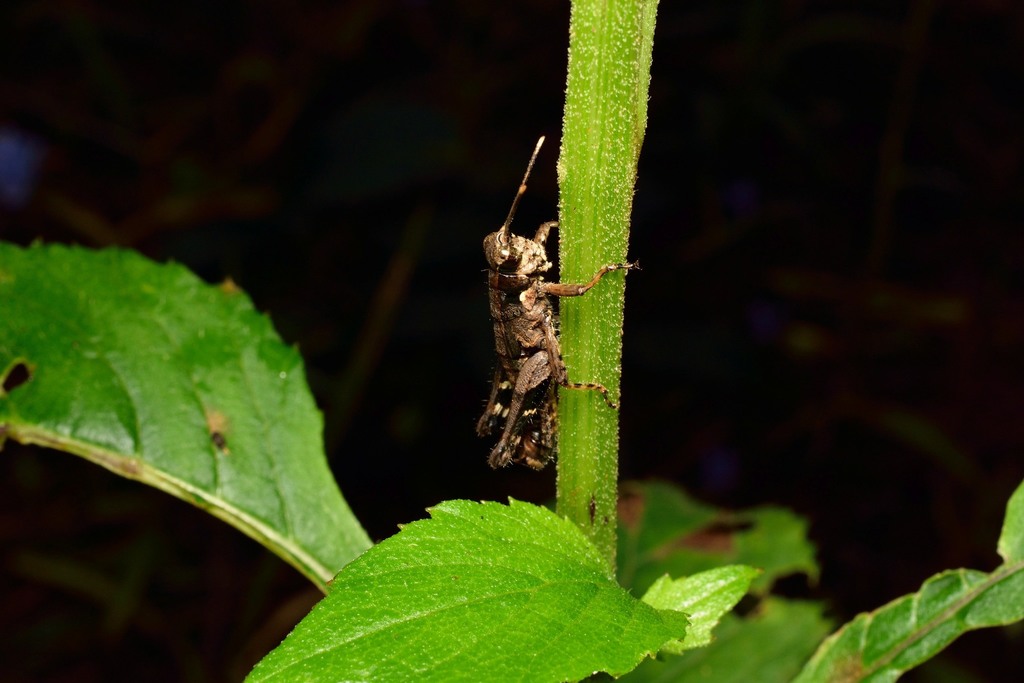 Apalniacris shillong