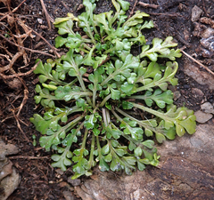 Lepidium flexicaule