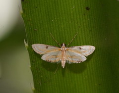 Tetrernia teminitis