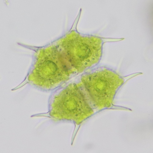 Xanthidium antilopaeum var. planum