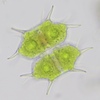Xanthidium antilopaeum planum - Photo no rights reserved, uploaded by Luka S. (someplant)