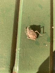 Peltasticus punctatus