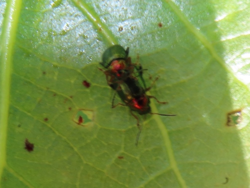 Willow Flea-beetle, Leidschendam, Nederland, photo 7 of 10