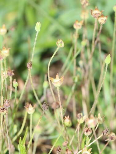 Image of Krigia cespitosa by (c) Rich Sommer, some rights reserved (CC BY)