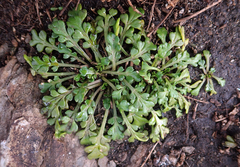 Lepidium flexicaule