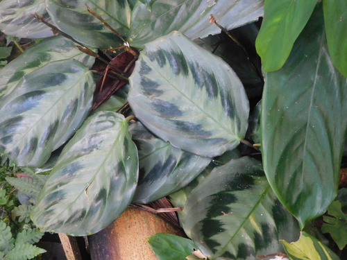 Foto de Maranta-cinza