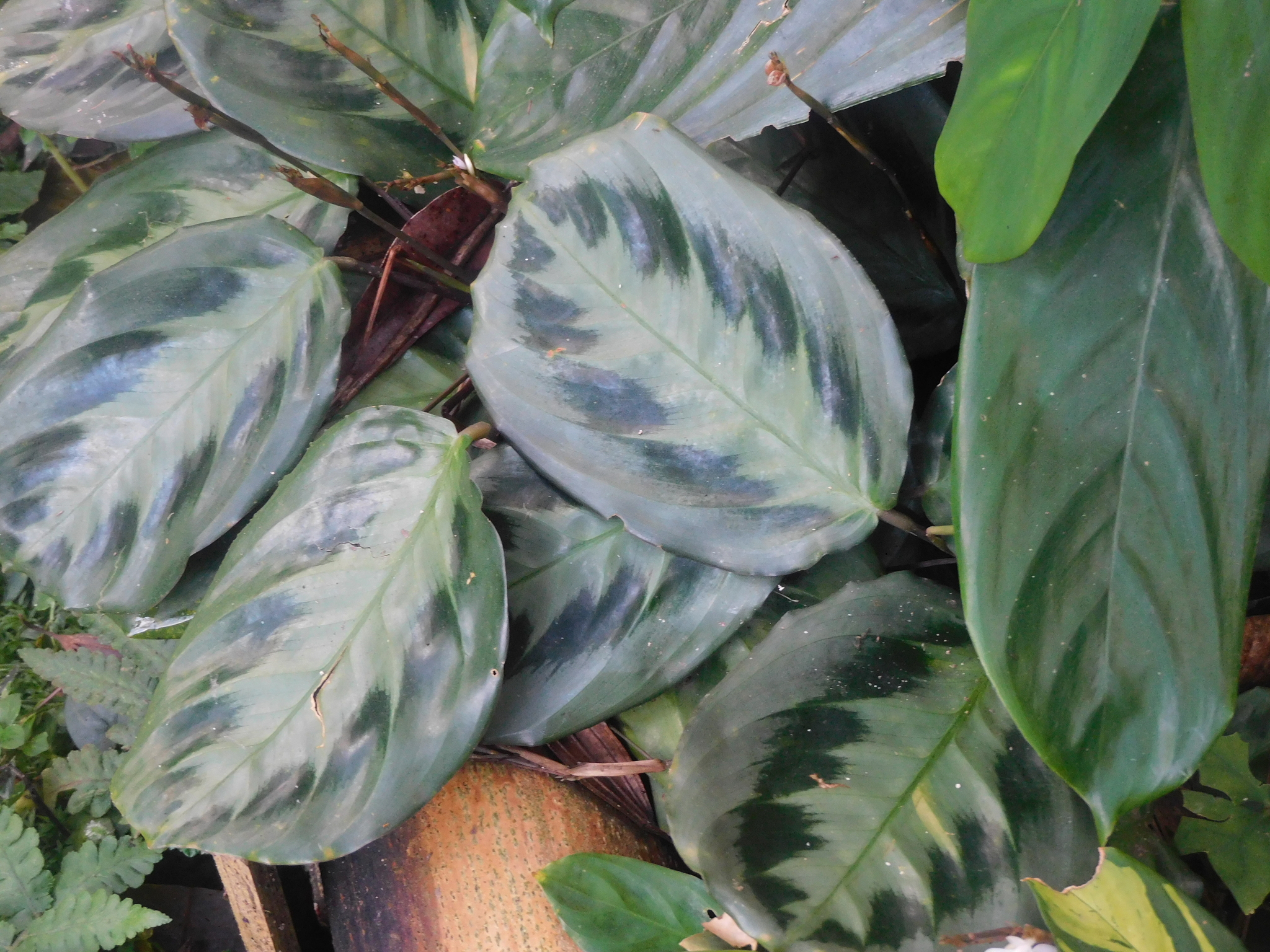 Imagem de Maranta-cinza