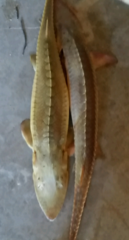 Scaphirhynchus platorynchus