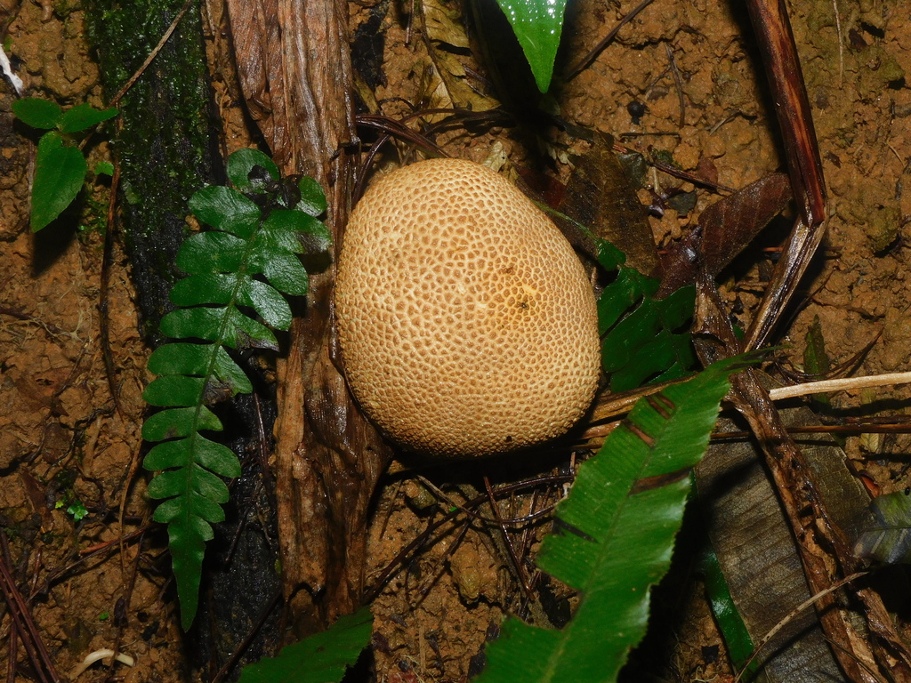 Scleroderma citrinum · April 2025 · photo: © ana_ads (iNaturalist, cc-by)