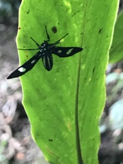 Leucotmemis nexa