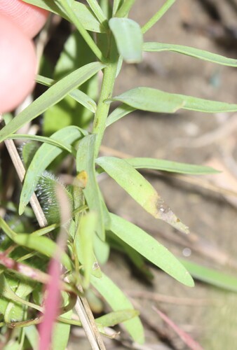 Image of Linum berlandieri by (c) Rich Sommer, some rights reserved (CC BY)