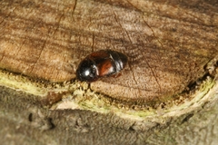 Colopterus inflatipennis