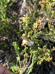 Erica capensis